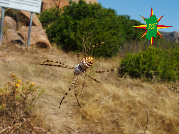 Argiope lobata